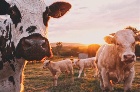 Черногорская ветеринарная станция проводит осеннюю лечебно-профилактическую обработку крупного рогатого скота